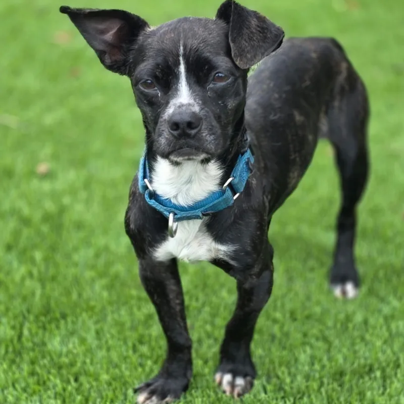 An adult small-sized male Black Chihuahua dog named Atlas for adoption in Anderson, SC