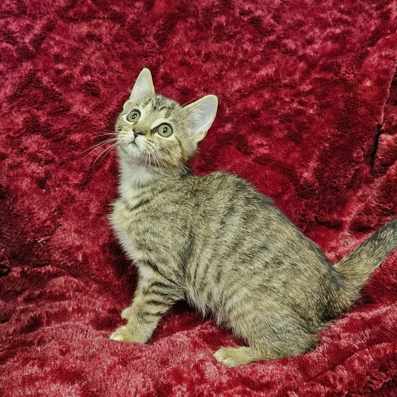 A baby medium-sized female Tabby (Buff / Tan / Fawn) Domestic Short Hair cat named Fork for adoption in Searcy, AR