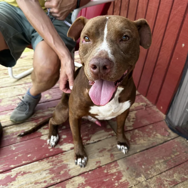 An adult large-sized male Brown / Chocolate Pit Bull Terrier dog named Barkley for adoption in Seguin, TX