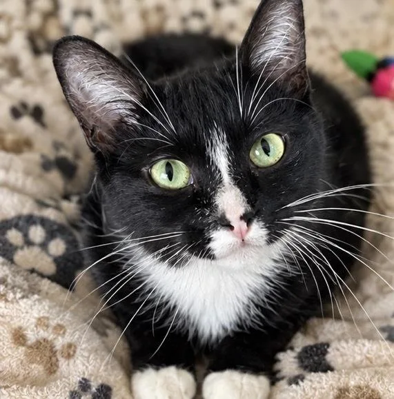 A young medium-sized female Black & White / Tuxedo Domestic Short Hair cat named Apple for adoption in Clinton Township, MI