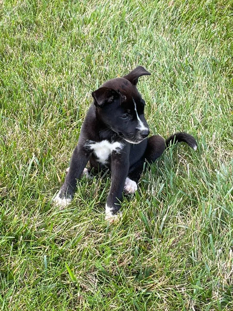A baby small-sized female Mixed Breed dog named Marla for adoption in Auburn, IN