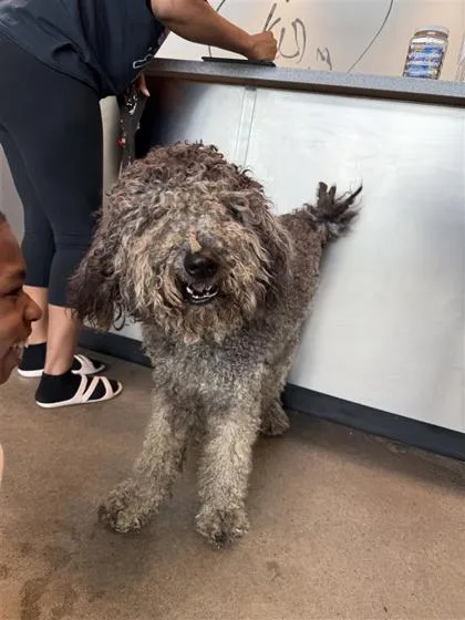 An adult large-sized male Mixed Breed dog named Range for adoption in West Chester, PA