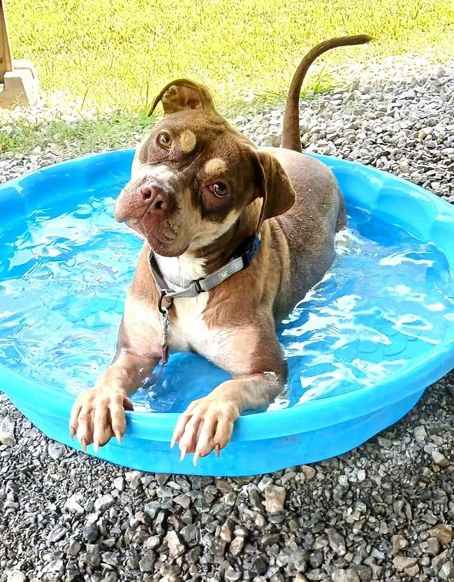 An adult medium-sized female Brown / Chocolate Terrier dog named Bunni for adoption in Pegram, TN