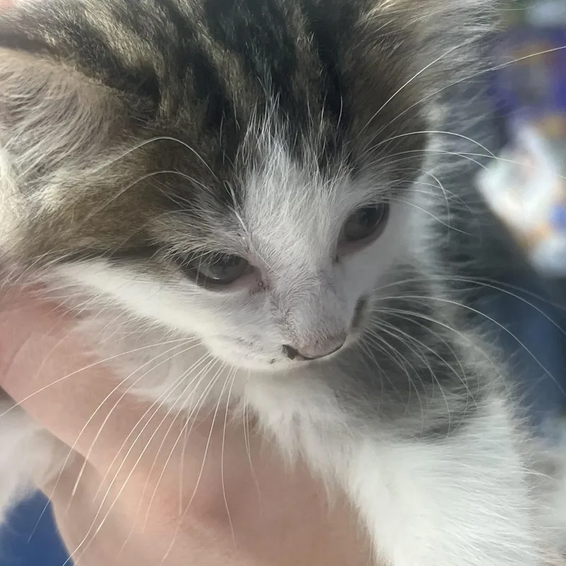 A baby small-sized female White Domestic Long Hair cat named Starburst for adoption in Marshall, VA