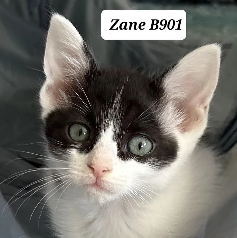 A baby medium-sized male Black Domestic Short Hair cat named Zane for adoption in Morganton, NC