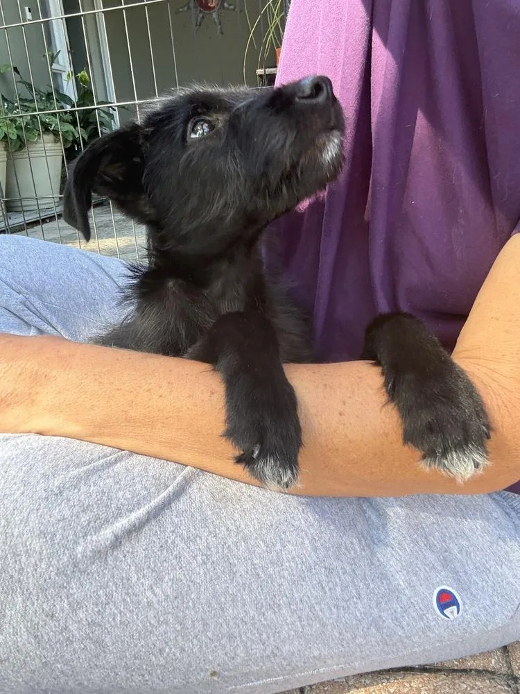 A baby medium-sized male Schnauzer dog named Rowdy for adoption in Lakeland, FL