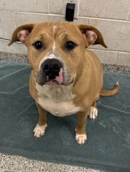 An adult large-sized female Yellow / Tan / Blond / Fawn Pit Bull Terrier dog named Brownie Sundae for adoption in Kansas City, MO