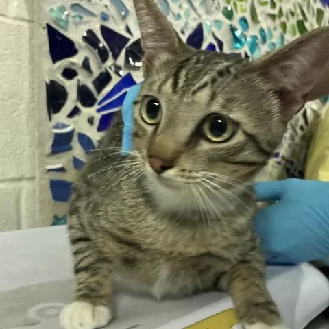 A young medium-sized male Domestic Short Hair cat named Rusty for adoption in Pensacola, FL