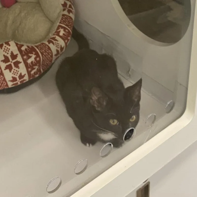 A baby small-sized female Black Domestic Short Hair cat named Mary for adoption in Tallahassee, FL