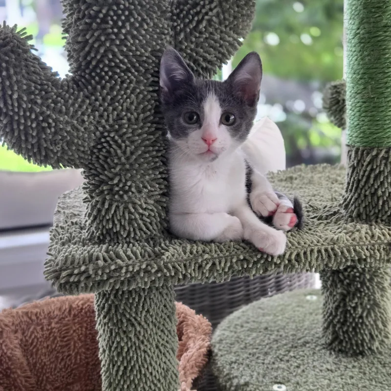 A baby small-sized female Domestic Short Hair cat named Thumbelina for adoption in Boca Raton, FL