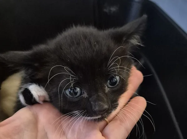 A baby medium-sized male Domestic Short Hair cat named Owen for adoption in Napa, CA