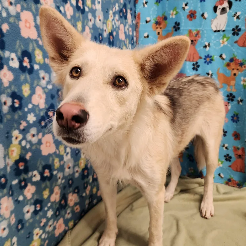 An adult medium-sized female Yellow / Tan / Blond / Fawn Shepherd dog named Sadie for adoption in ALPINE, TX