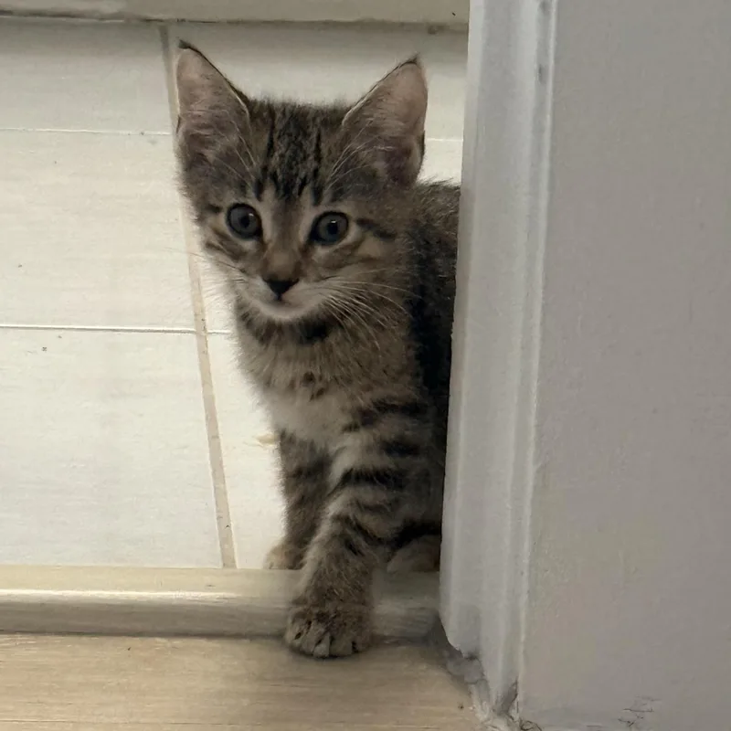 A baby medium-sized female Tabby (Brown / Chocolate) Tabby cat named Uno for adoption in Dallas, TX