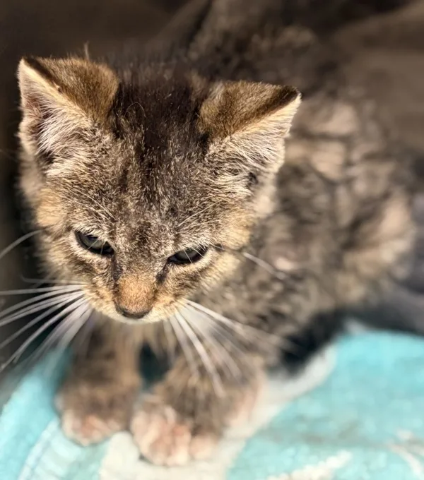 A young medium-sized male Domestic Short Hair cat named Hernan for adoption in Napa, CA
