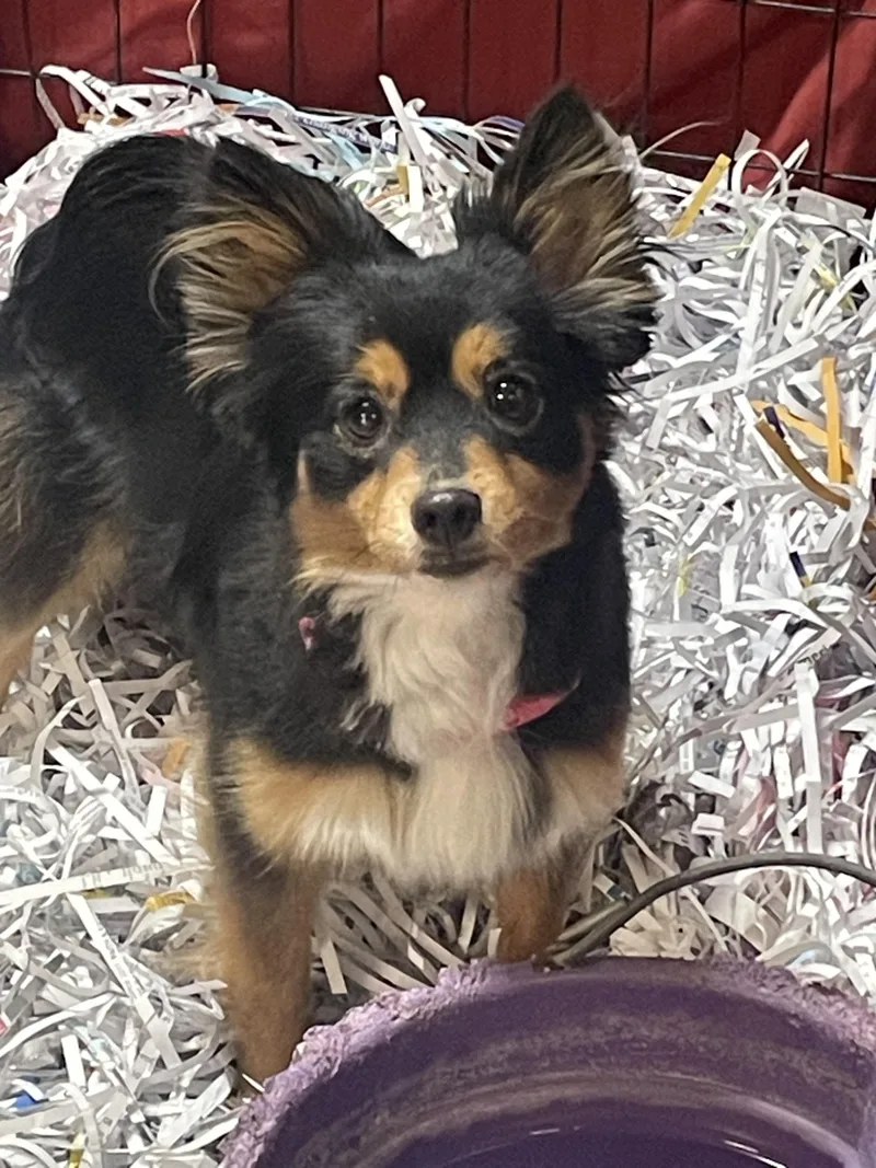 An adult small-sized female Mixed Breed dog named Lucy for adoption in Billings, MT