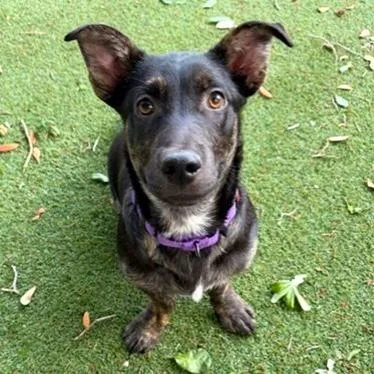A young medium-sized male Black Mixed Breed dog named Finn for adoption in Lakeland, FL