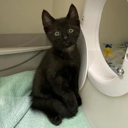 A baby small-sized male Domestic Short Hair cat named Freddie for adoption in Wheaton, IL