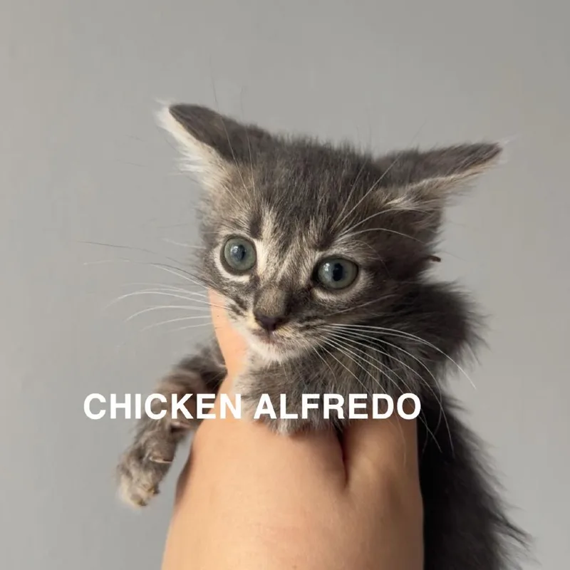 A baby small-sized female Gray / Blue / Silver Domestic Short Hair cat named Chicken Alfredo for adoption in Westminster, CA