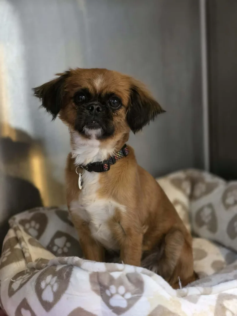 A young small-sized female Golden Pekingese dog named Wallaby for adoption in Phoenix, AZ