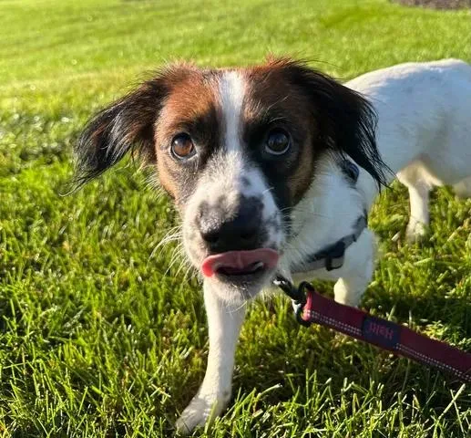 A young small-sized female Spaniel dog named LeAnn Rimes Home Visit for adoption in Hartland, WI