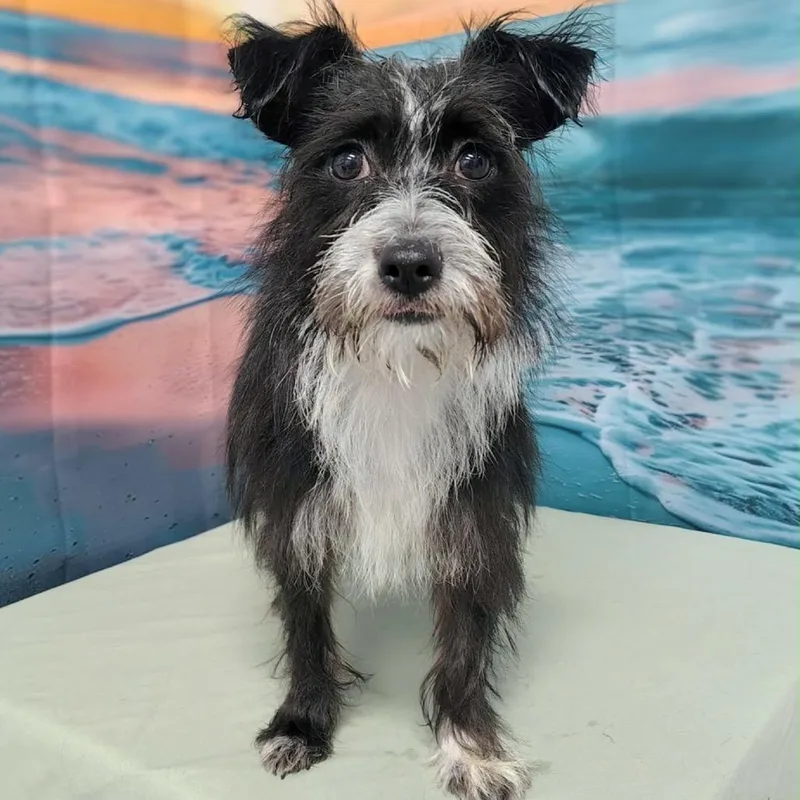 A young small-sized male Black Terrier dog named Nash for adoption in Griswold, CT