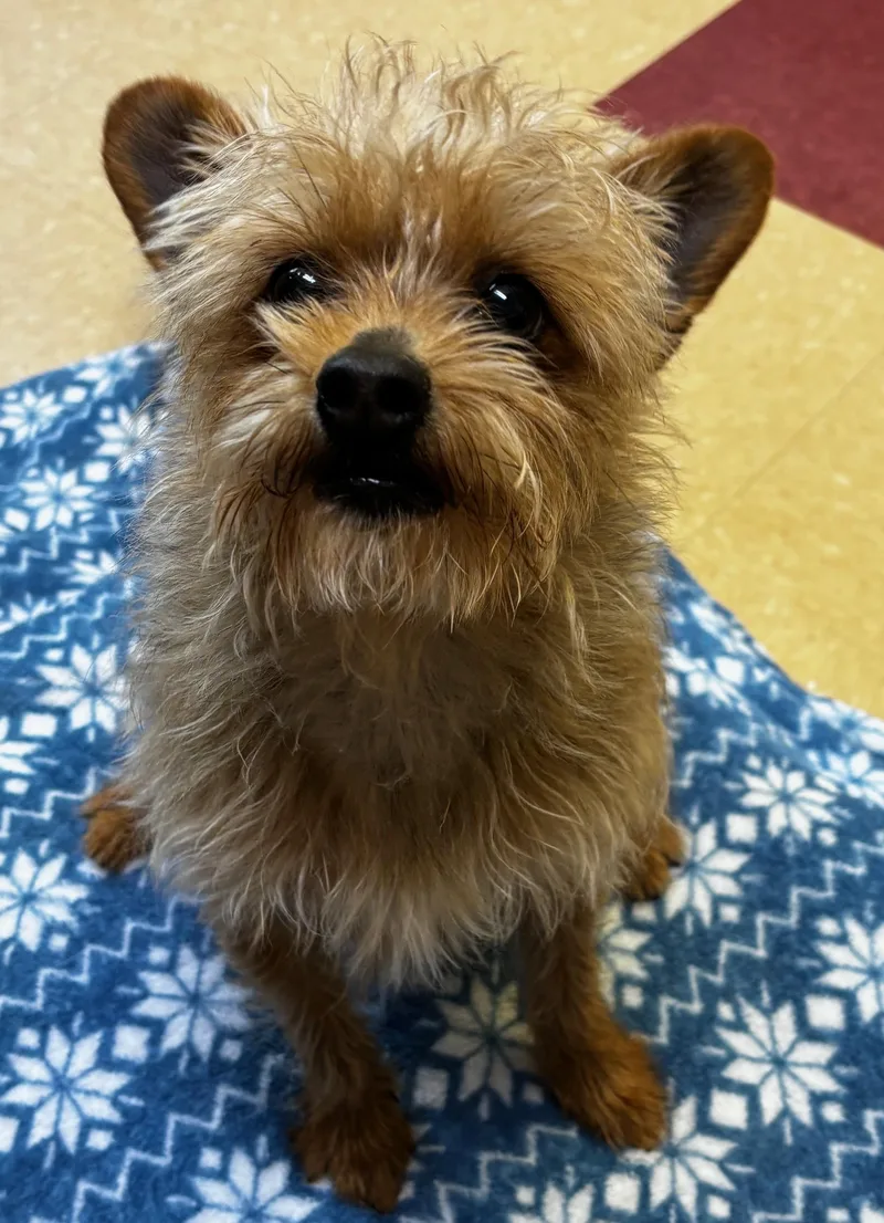 An adult small-sized male Brown / Chocolate Terrier dog named King for adoption in Ashland, VA