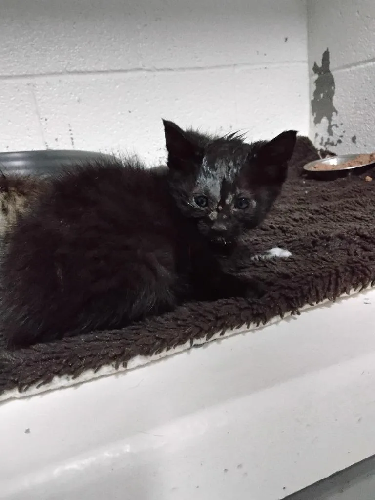 A baby small-sized male Abyssinian cat named Collins for adoption in Ada, OK