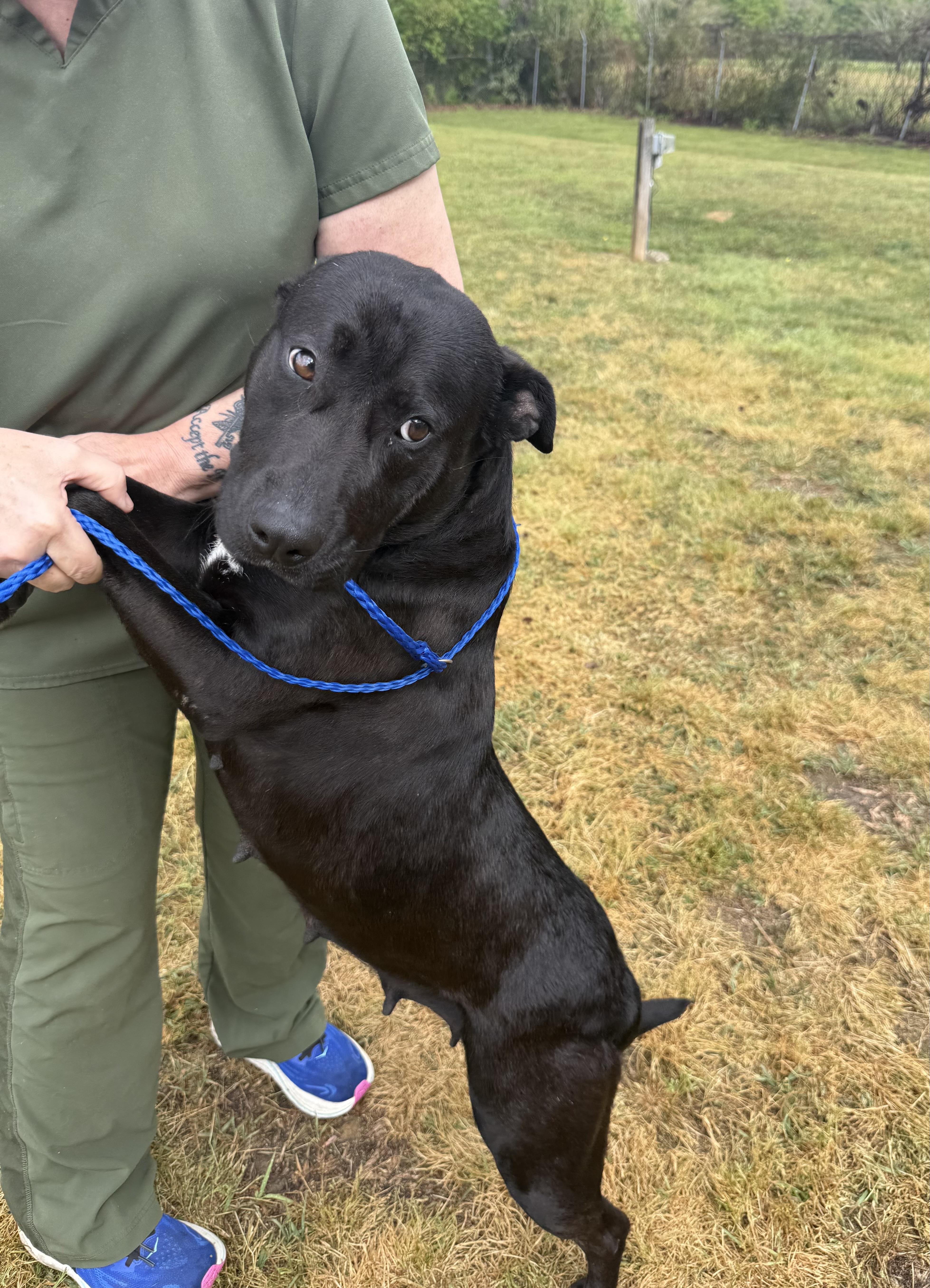 Remybeautiful Black Lab And