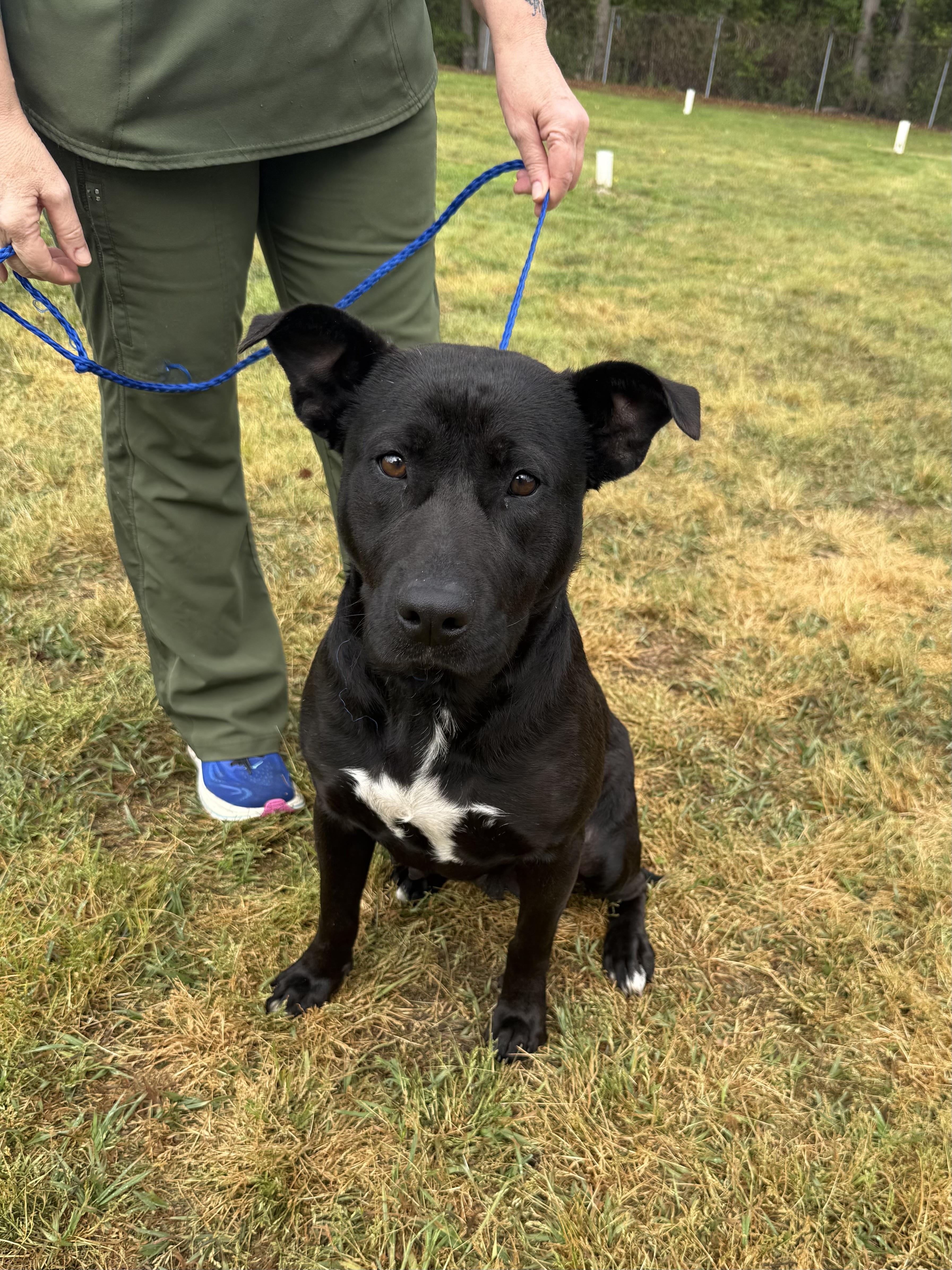 Remybeautiful Black Lab And thumbnail 2