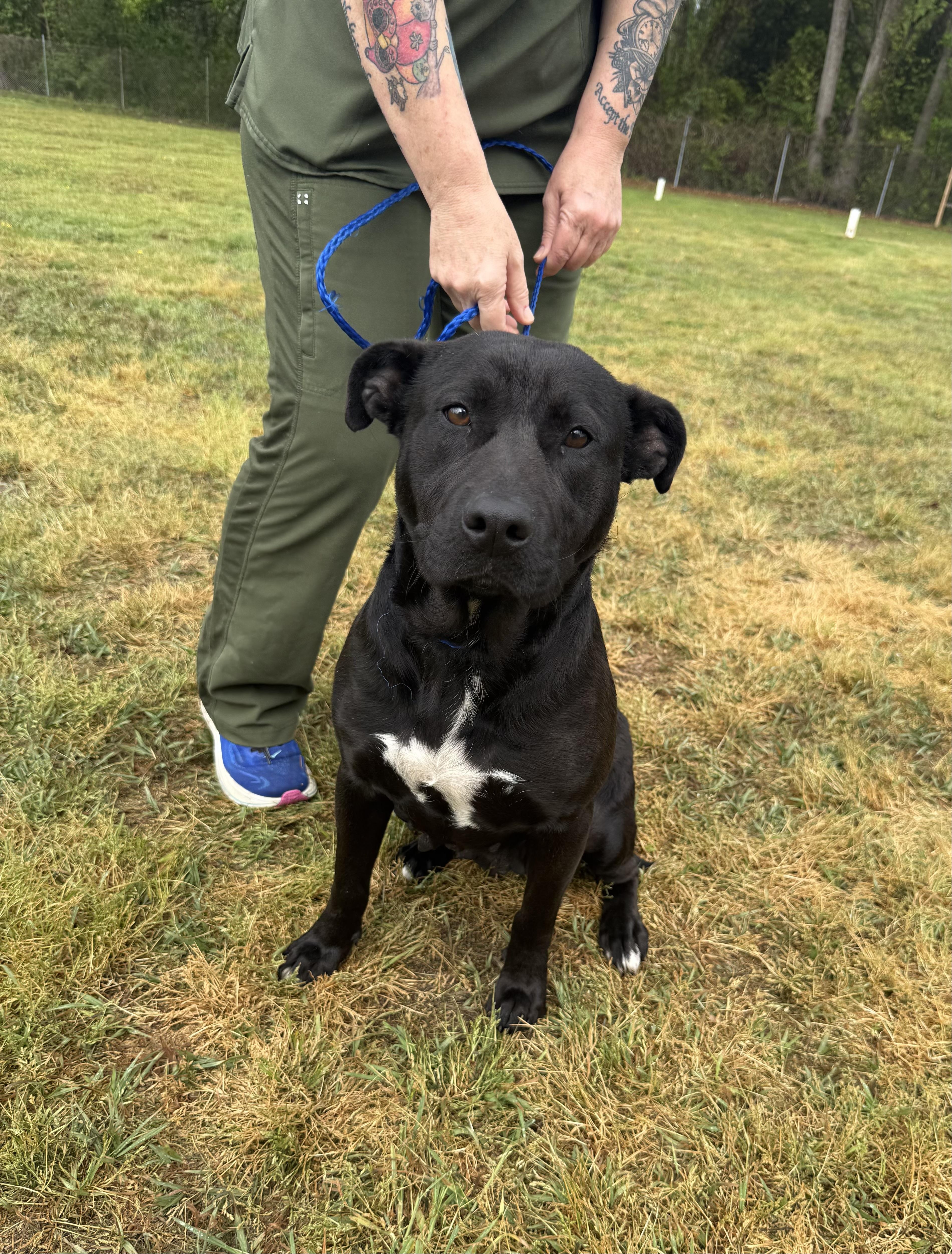 Remybeautiful Black Lab And thumbnail 3