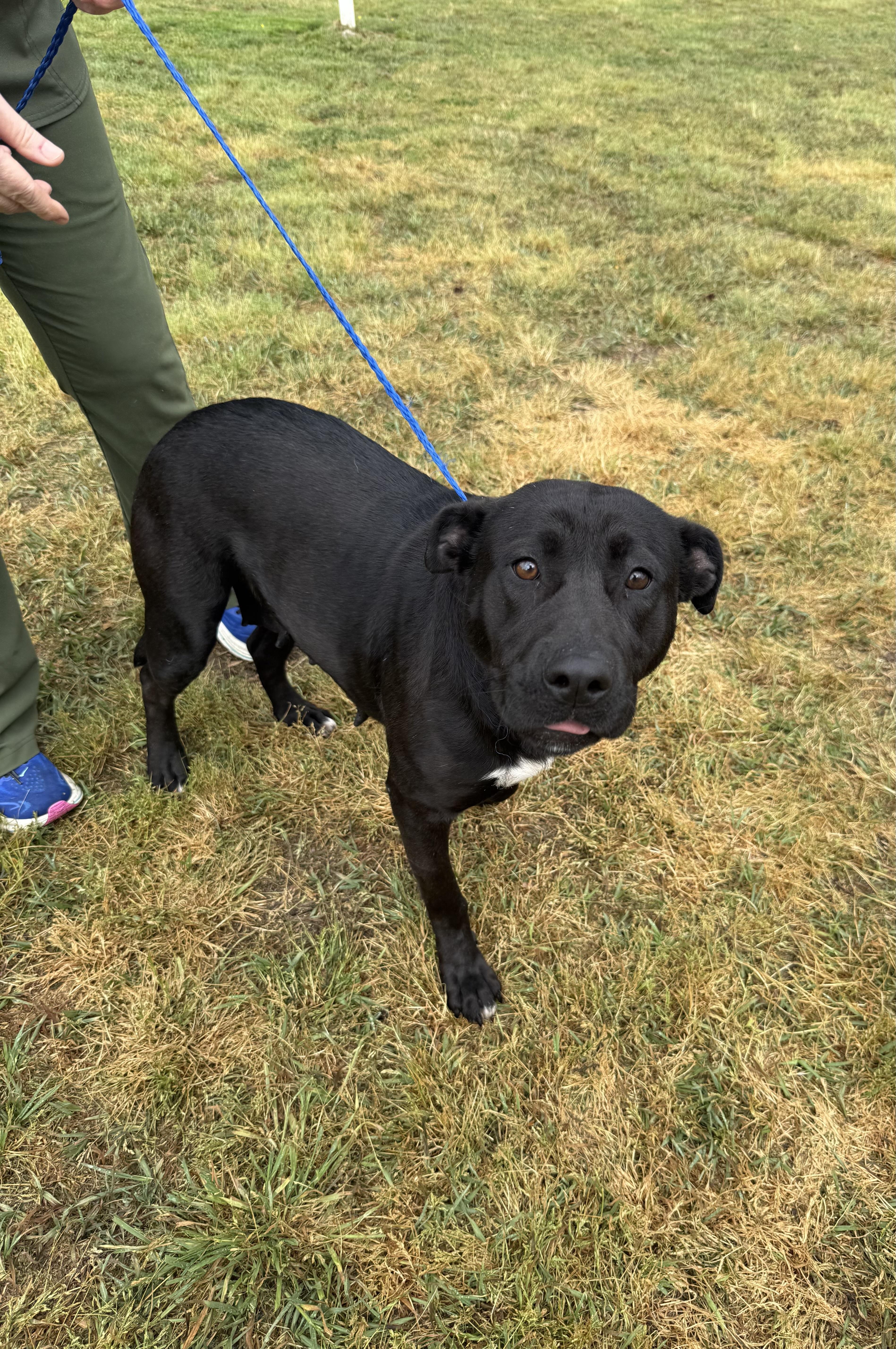 Remybeautiful Black Lab And thumbnail 4