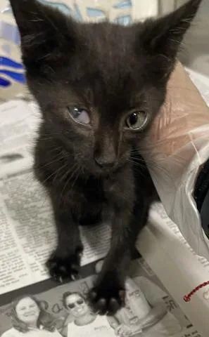 A baby small-sized female Domestic Short Hair cat named Arabella for adoption in Pensacola, FL