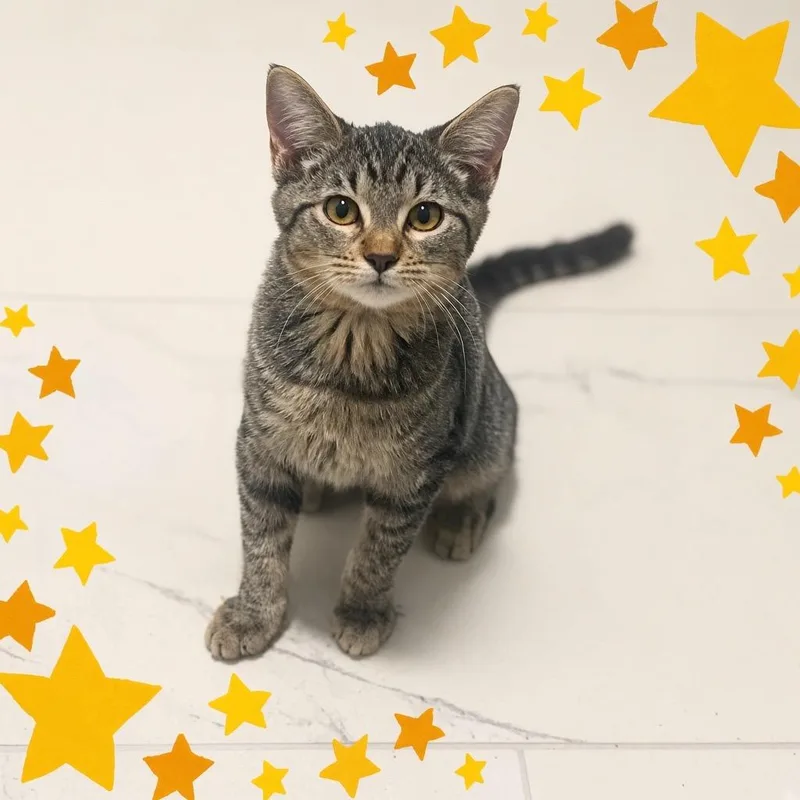 A baby medium-sized female Tabby (Brown / Chocolate) Domestic Short Hair cat named Emerald for adoption in Austin, TX