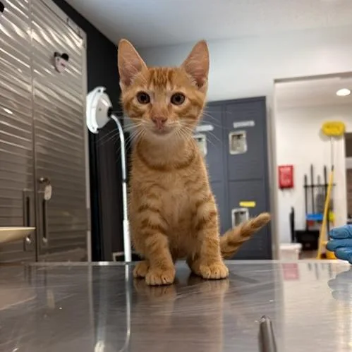Marmalade