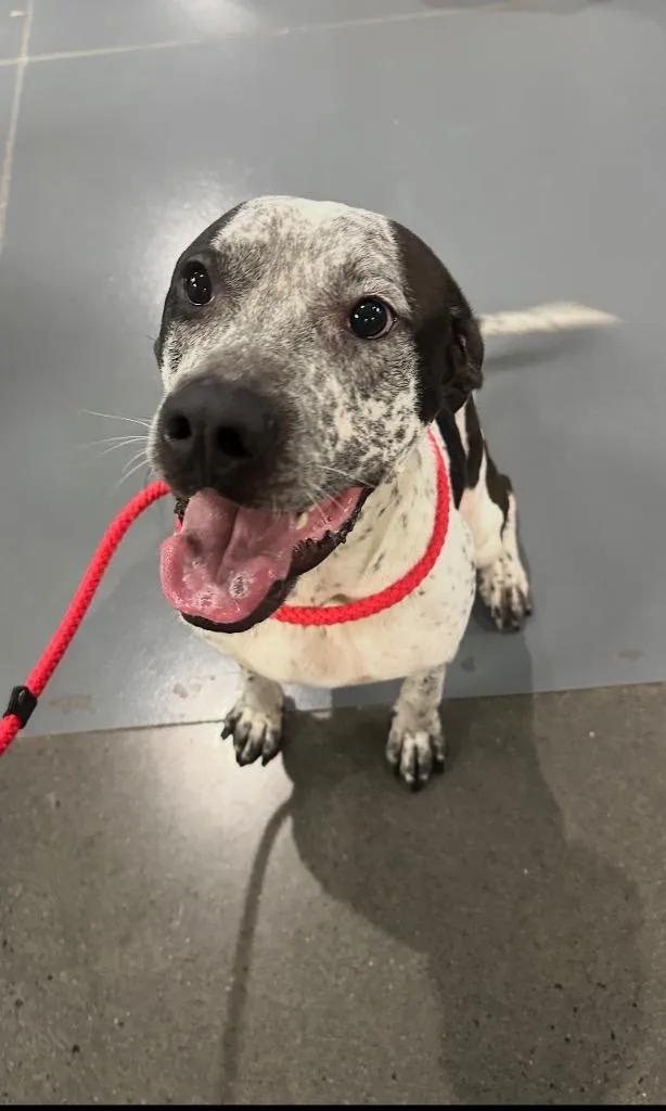 An adult medium-sized male Great Dane dog named Billy Bob for adoption in Johnson City, TN