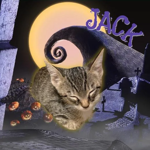 A baby small-sized male Brown / Chocolate Domestic Short Hair cat named Jack for adoption in Tempe, AZ