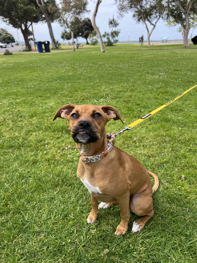 Tala