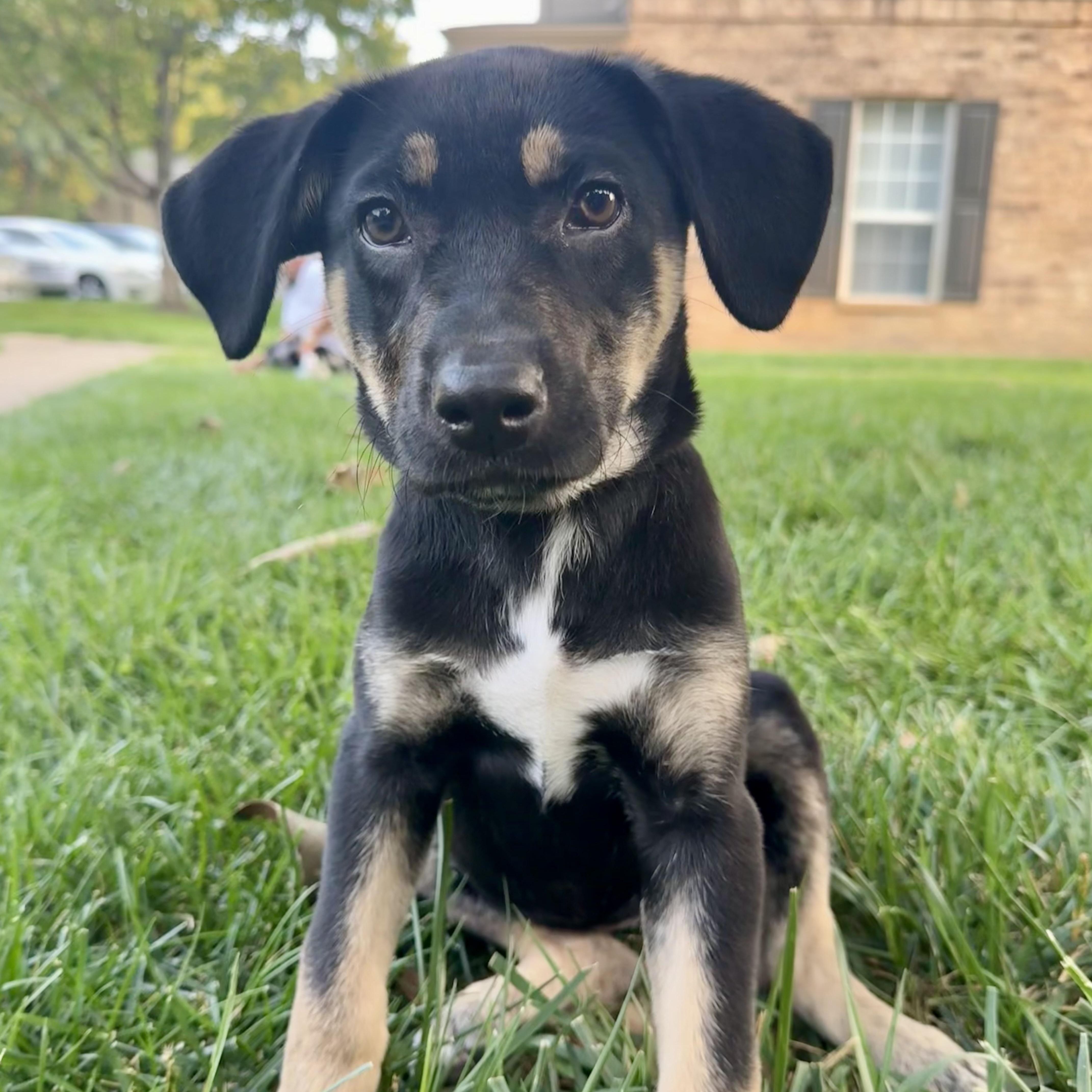 A baby medium-sized female Shepherd dog named Gracie for adoption in Louisburg, KS