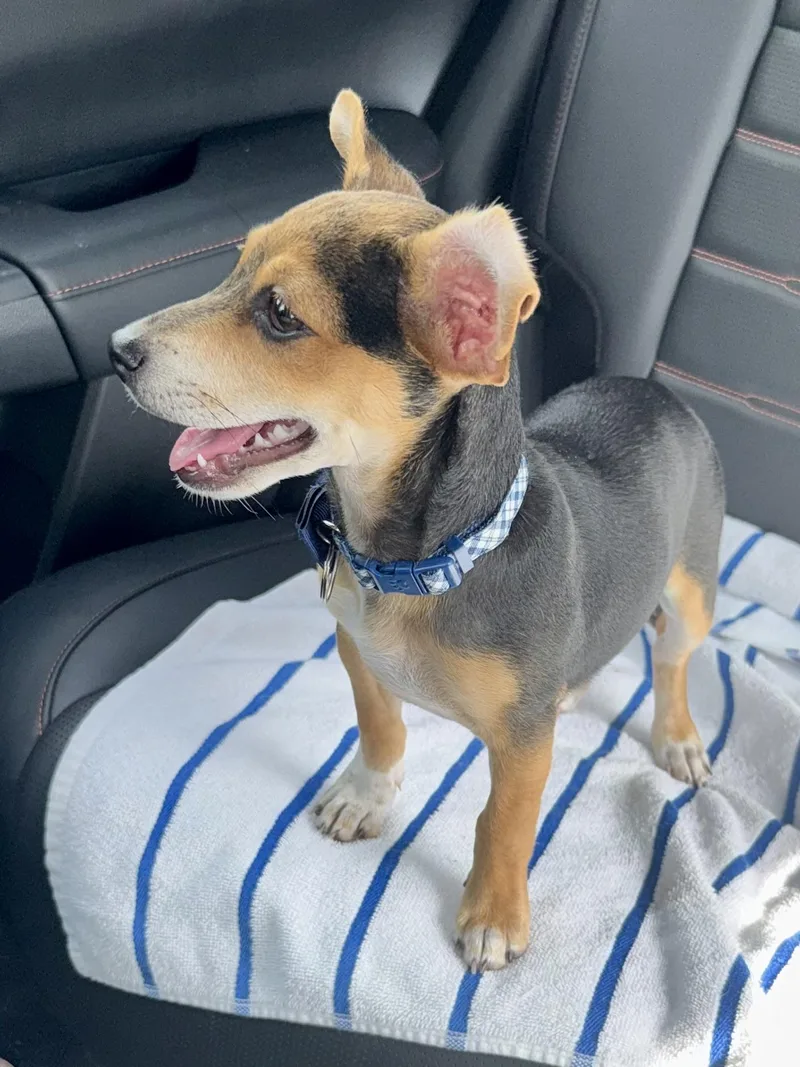 A baby small-sized male Sable Beagle dog named Mini Beagle Puppy Boy for adoption in Boca Raton, FL