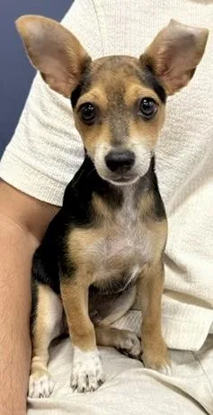 Mini Beagle Puppy Boy thumbnail 2