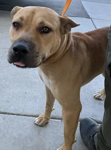 A young large-sized male Pit Bull Terrier dog named Mort for adoption in Bakersfield, CA