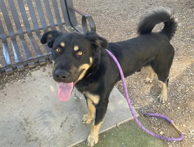 A young large-sized male German Shepherd Dog dog named Norman for adoption in Mesa, AZ