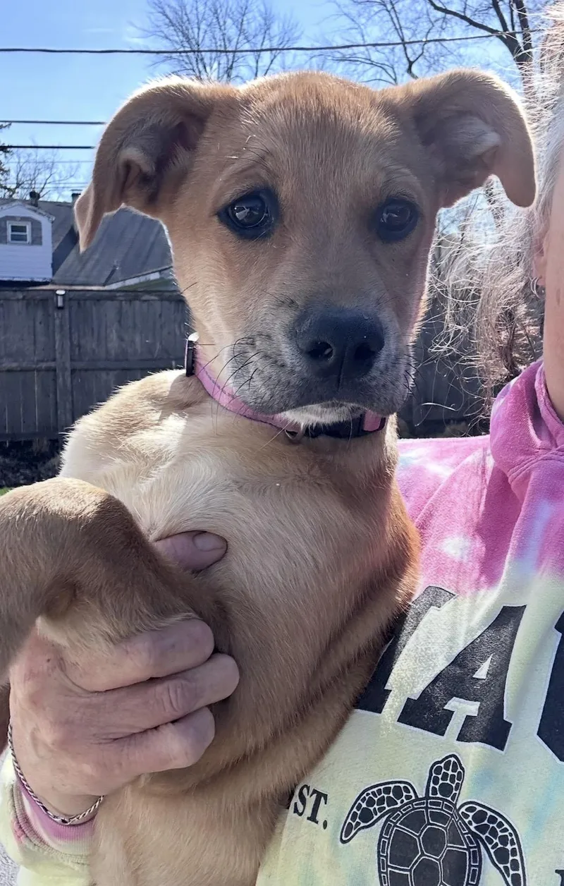 Green Olive thumbnail 3