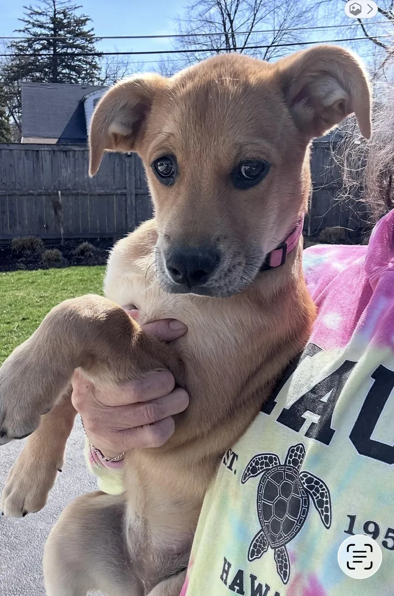 A baby medium-sized female Golden Golden Retriever dog named Green Olive for adoption in Wonder Lake, IL