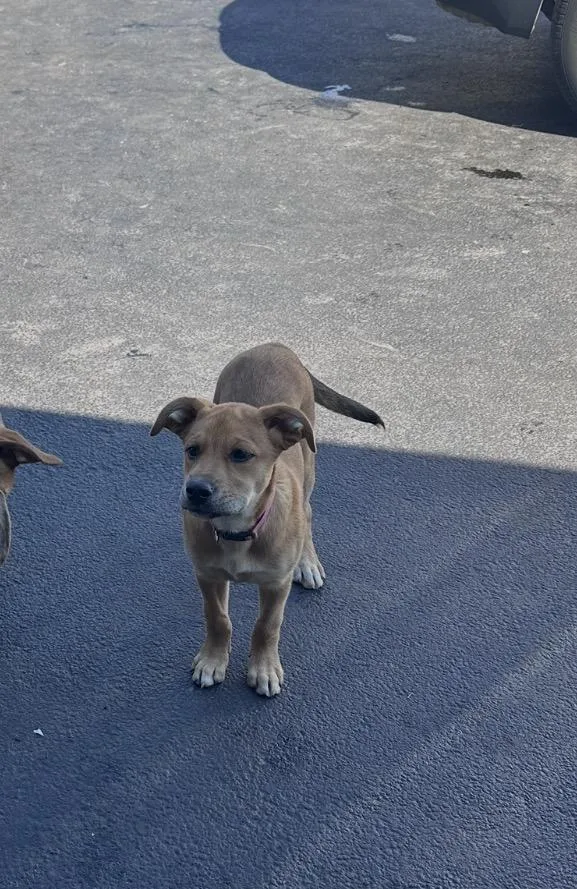 Green Olive thumbnail 6