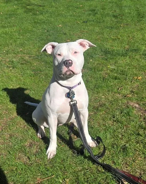 A young medium-sized female Staffordshire Bull Terrier dog named Jelly for adoption in Dedham, MA