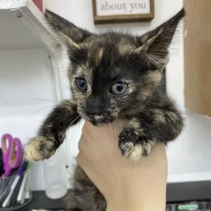 A young medium-sized female Tortoiseshell Domestic Short Hair cat named Mars for adoption in Belleville, MI