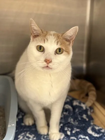 A senior medium-sized male White Domestic Short Hair cat named Chowder for adoption in Tinley Park, IL