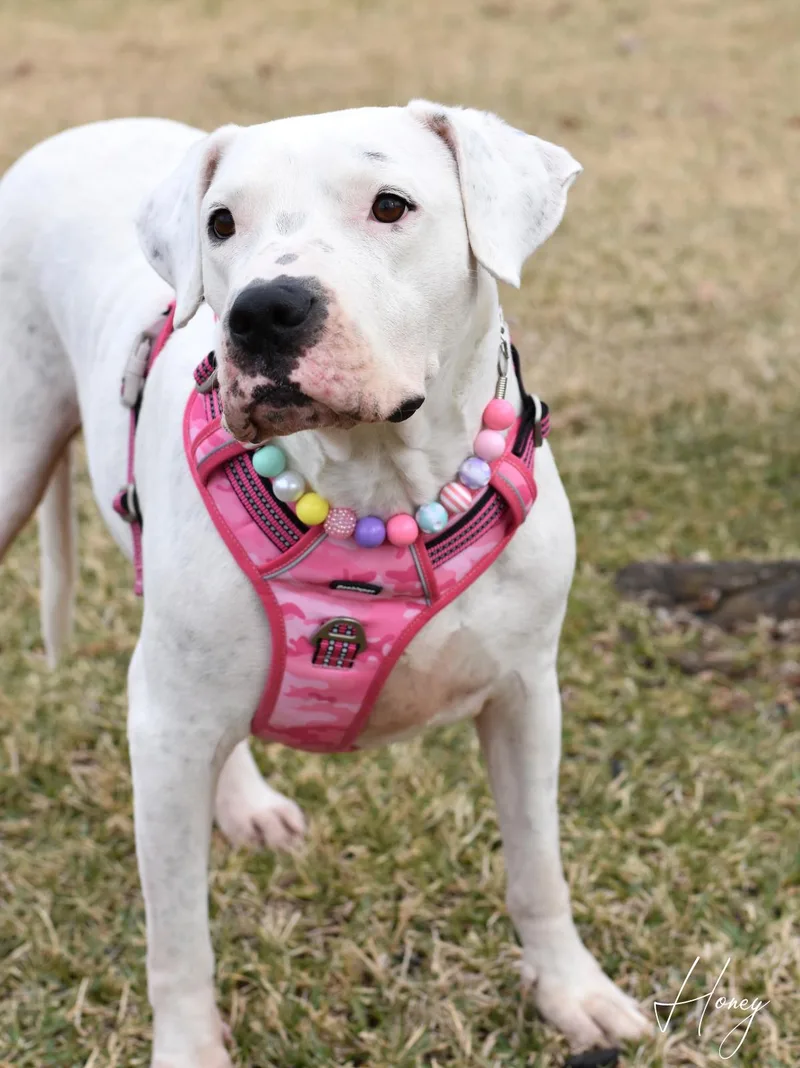 An adult large-sized female Dogo Argentino dog named Honey for adoption in Conroe, TX
