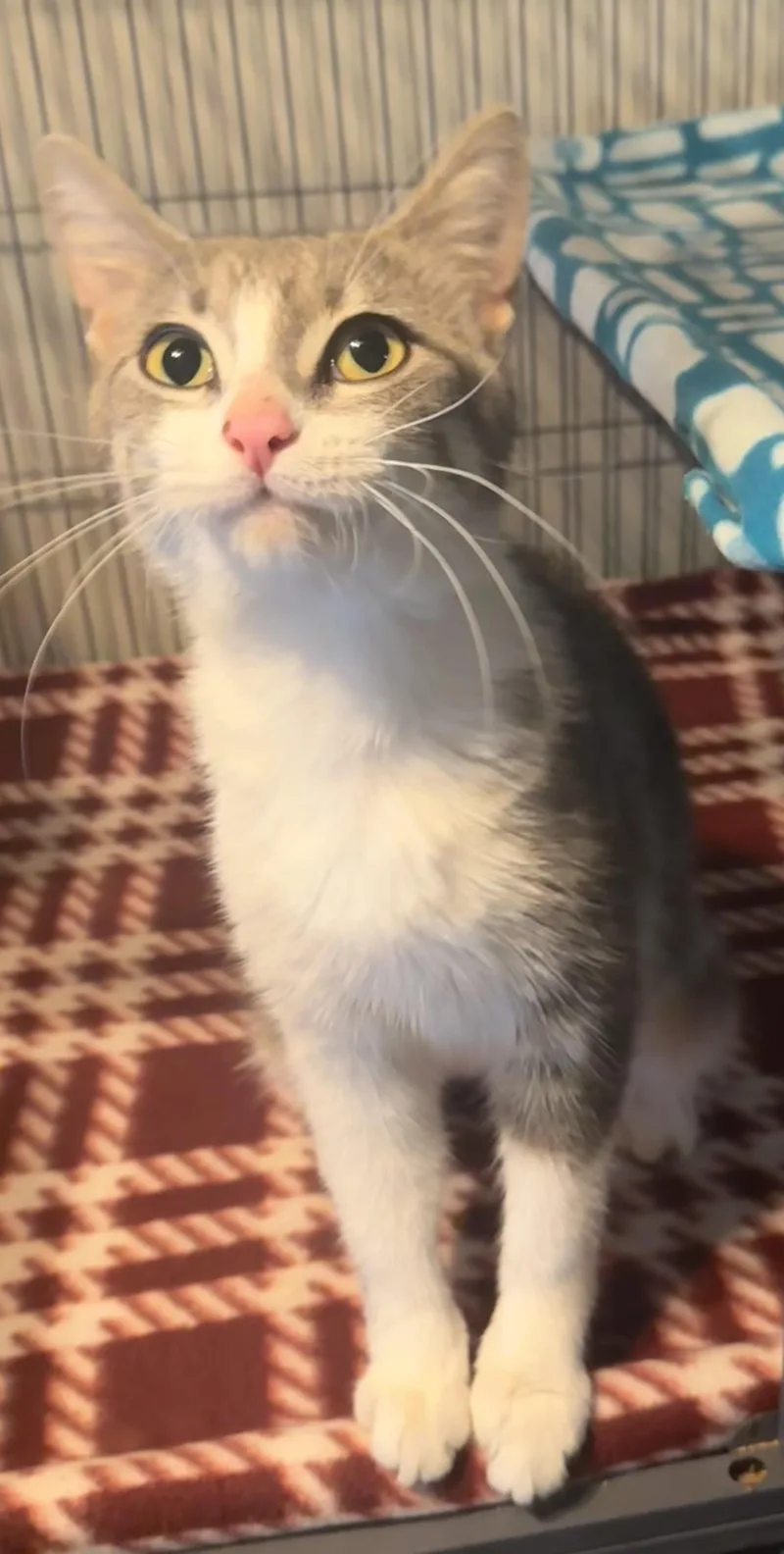 A young medium-sized female Dilute Tortoiseshell cat named Fifa for adoption in Saginaw, MI